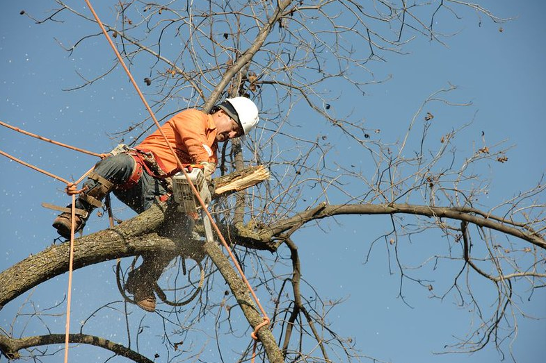 tree removal service